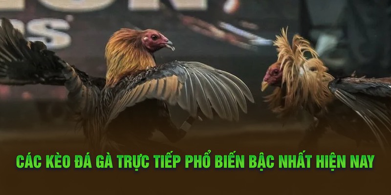 Các kèo đá gà trực tiếp phổ biến bậc nhất hiện nay