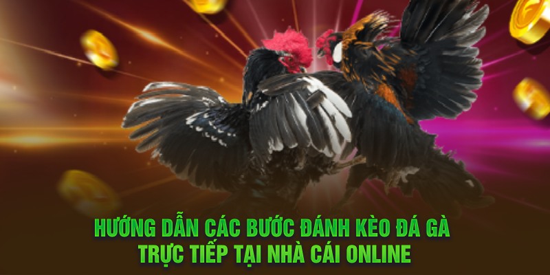 Hướng dẫn các bước đánh kèo đá gà trực tiếp tại nhà cái online