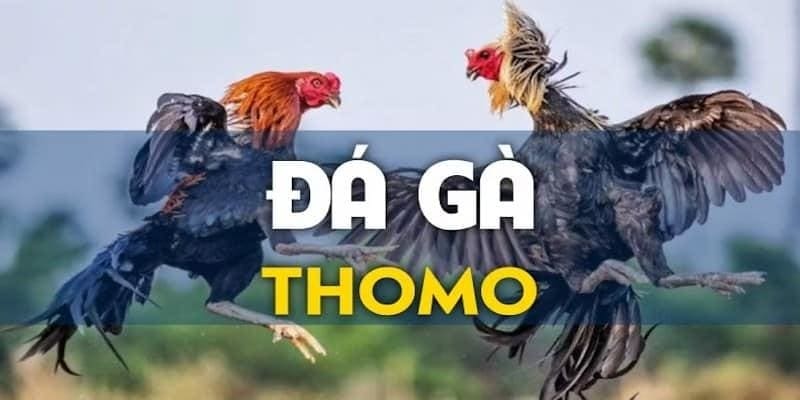 Đá gà thomo tại 789bet được lòng cược thủ