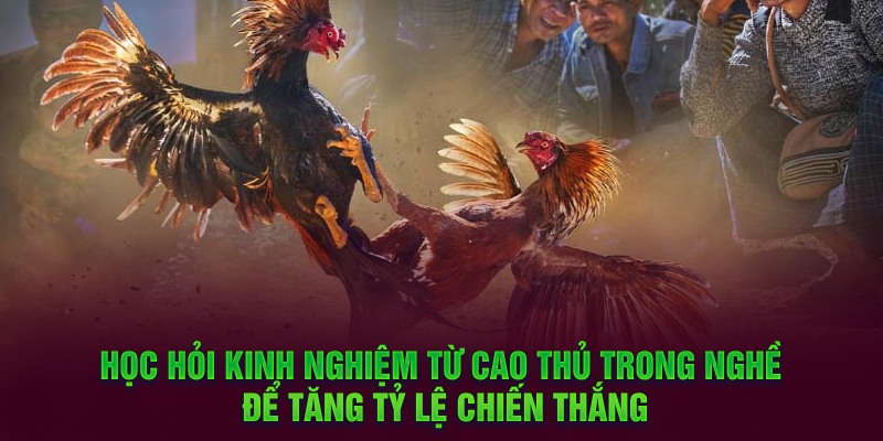 Học hỏi kinh nghiệm từ cao thủ trong nghề để tăng tỷ lệ chiến thắng