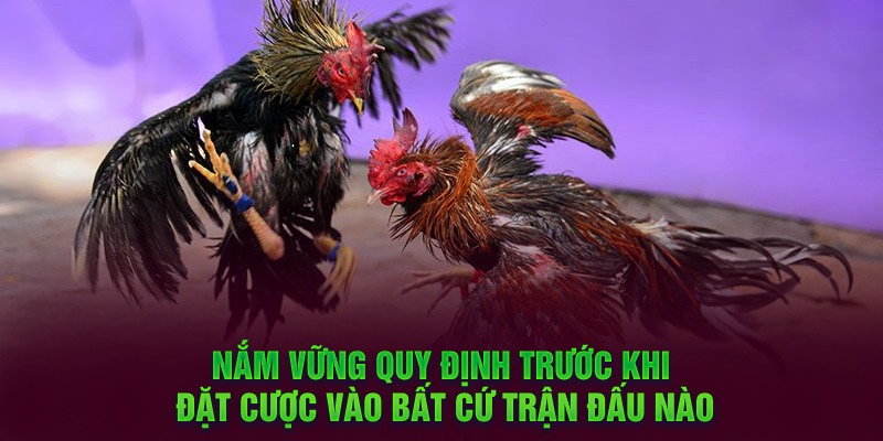 Nắm vững quy định trước khi đặt cược vào bất cứ trận đấu nào