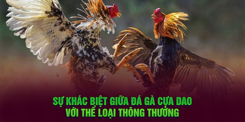 Sự khác biệt giữa đá gà cựa dao với thể loại thông thường 