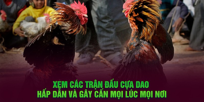 Xem các trận đấu cựa dao hấp dẫn và gây cấn mọi lúc mọi nơi